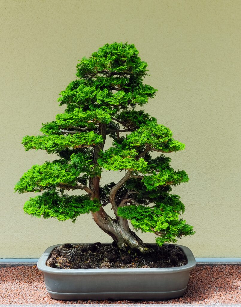 Qual o objetivo do bonsai?